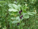 Vicia narbonensis