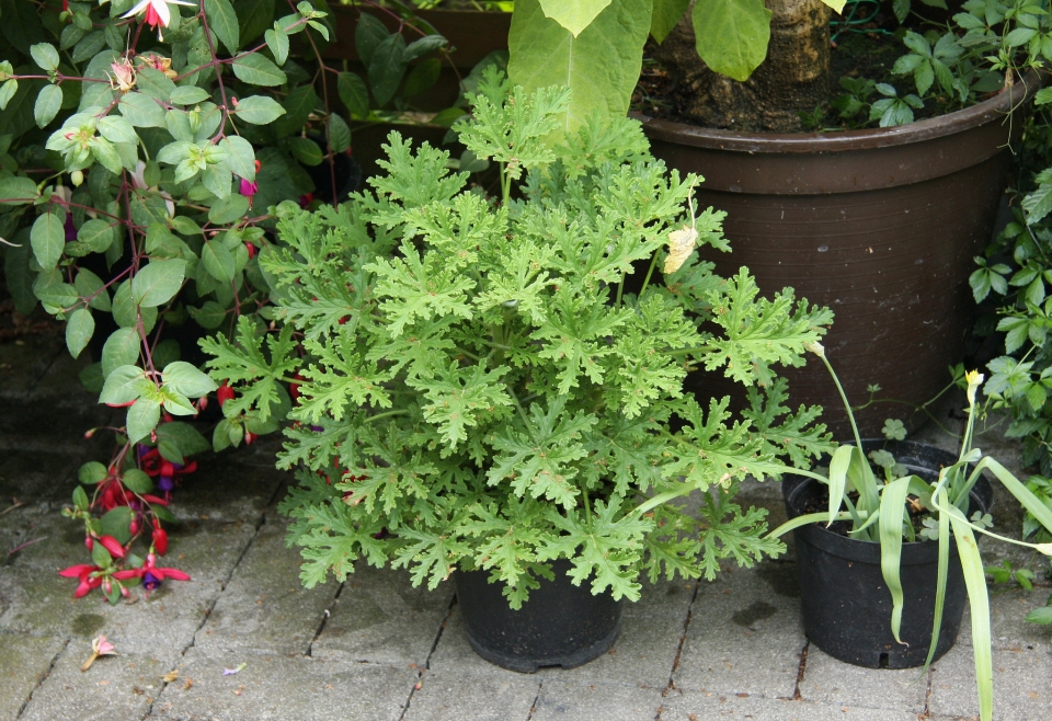 Pelargonium graveolens