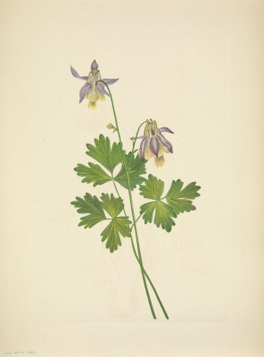 Aquilegia brevistyla