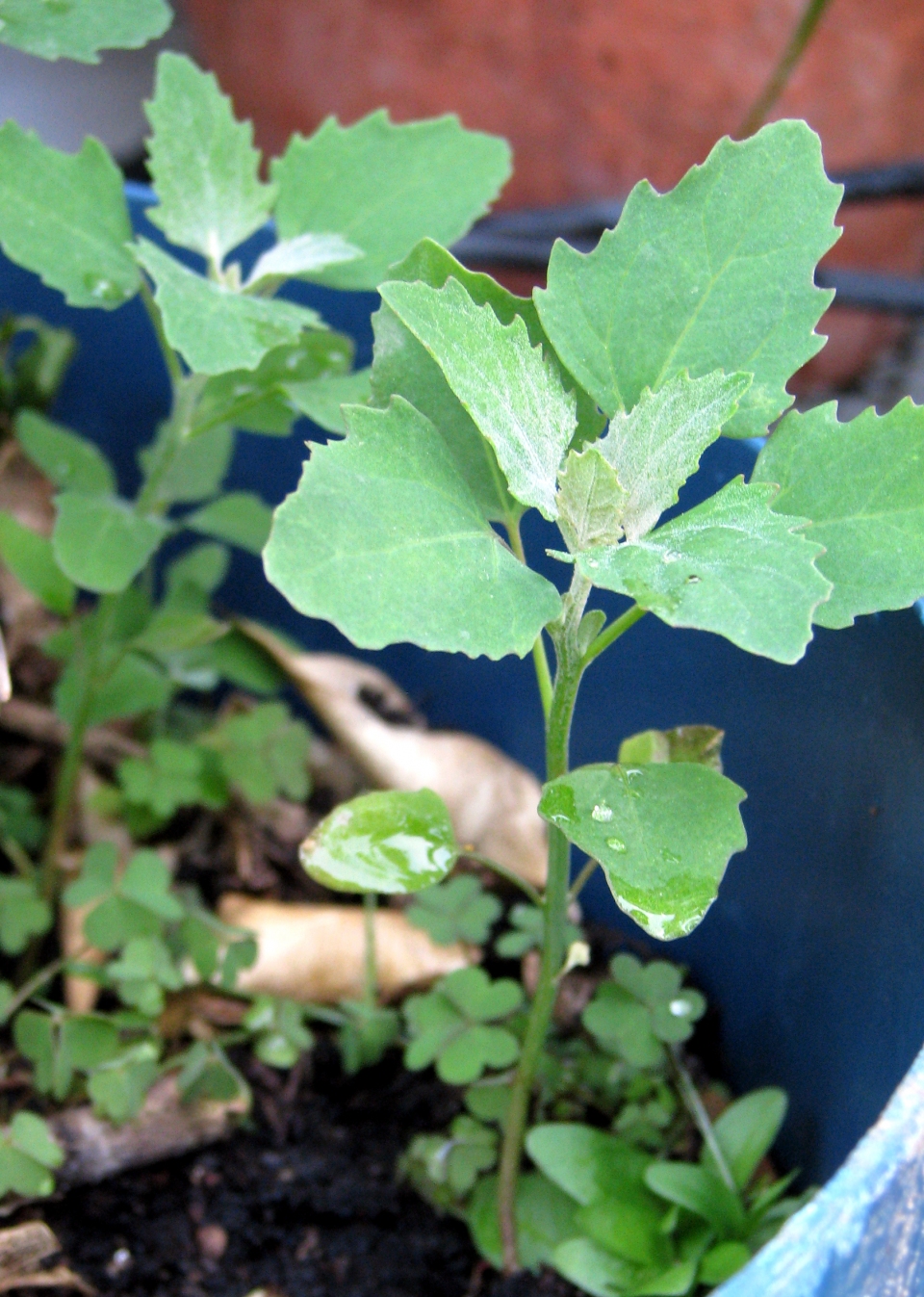 Chenopodium album