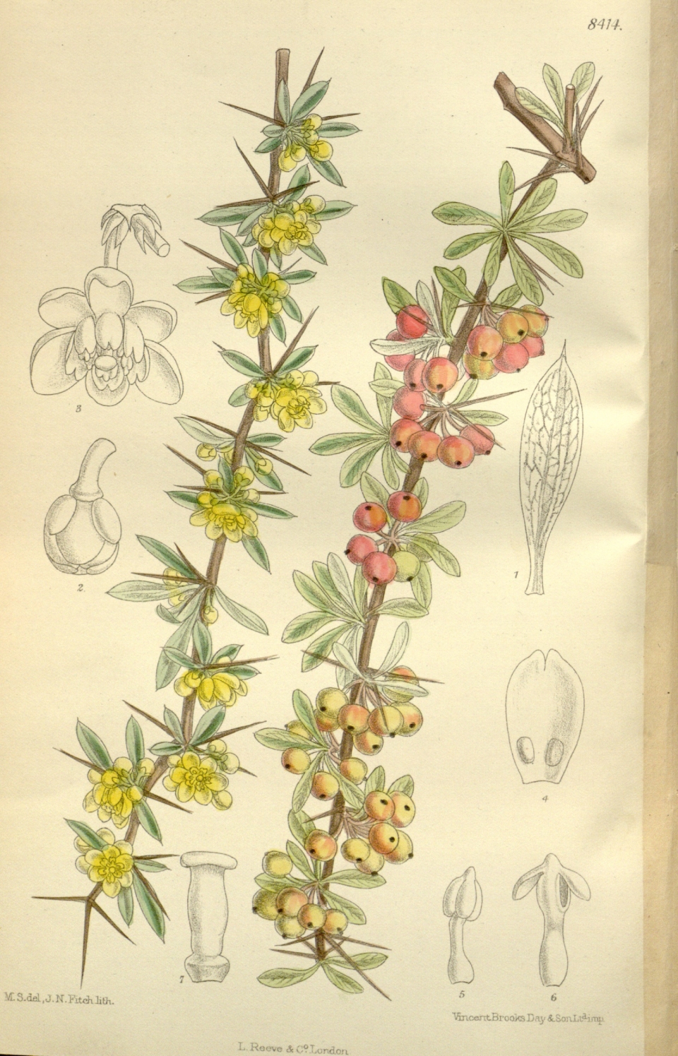 Berberis wilsoniae