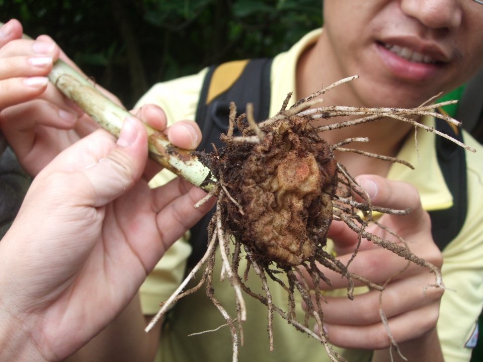 Arisaema ringens