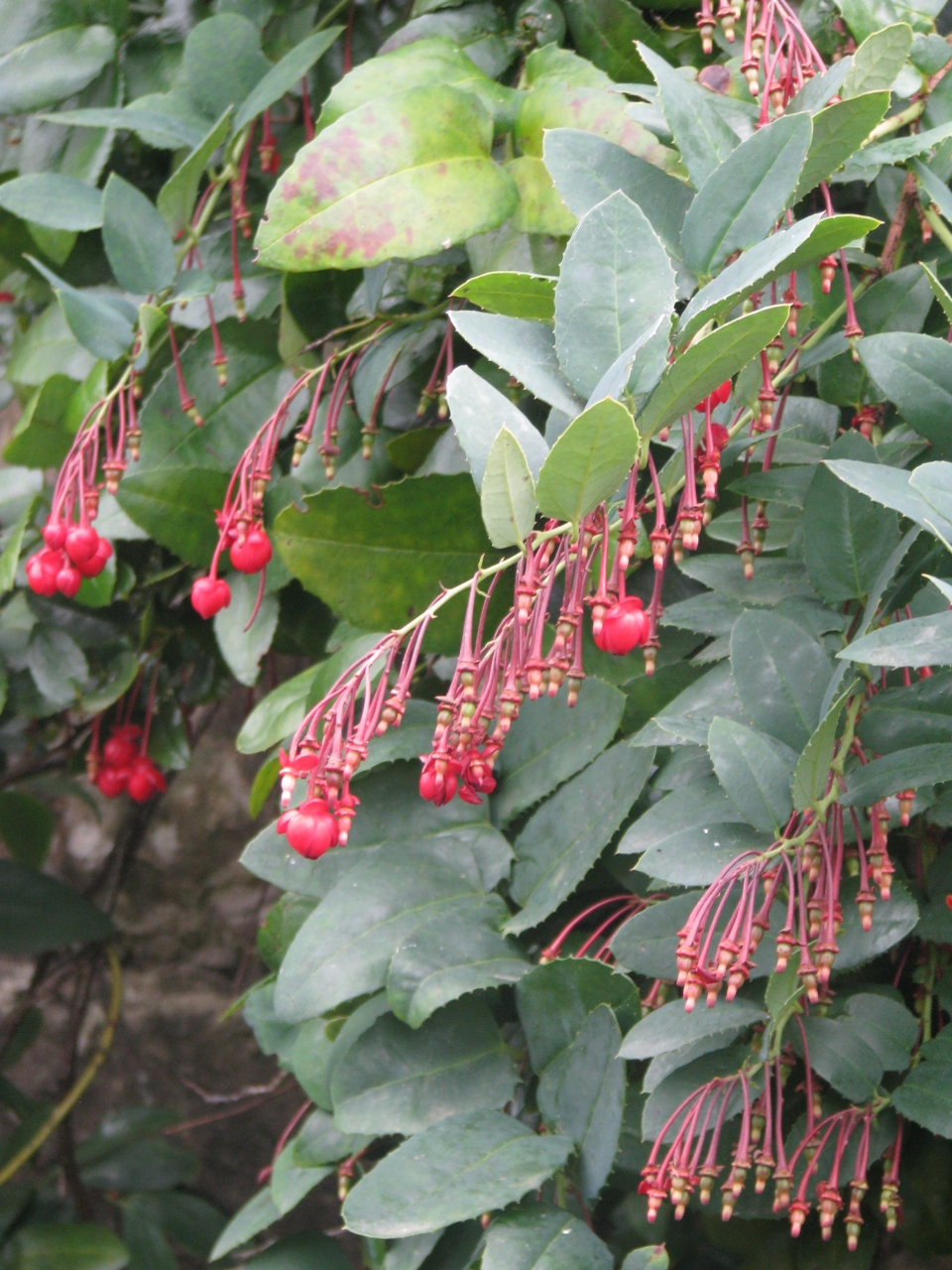 Berberidopsis corallina