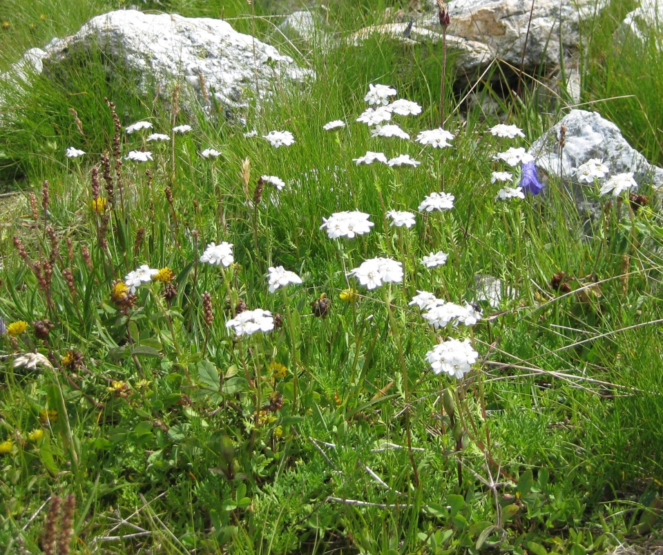 Achillea erba-rotta moschata