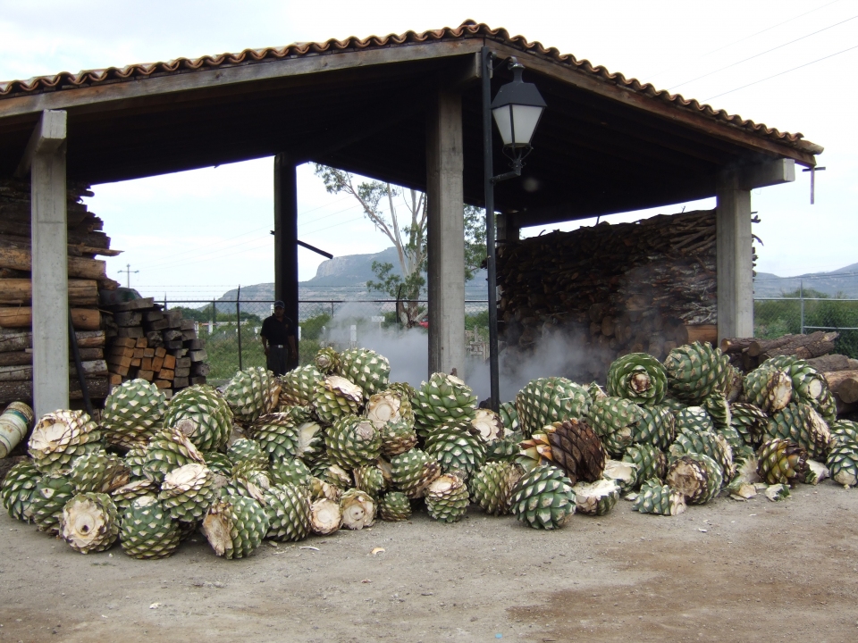 Agave americana