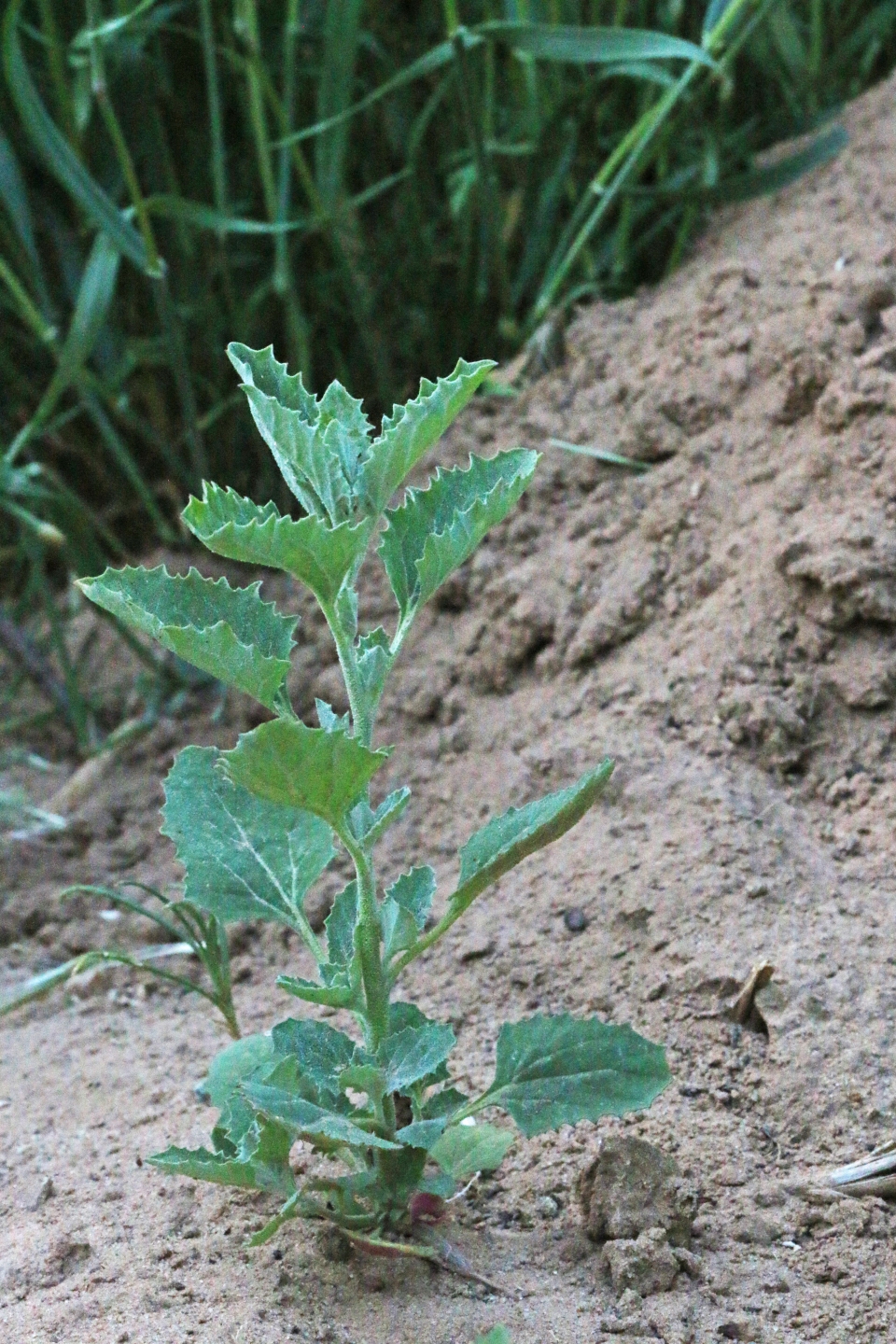 Atriplex rosea