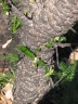 Banksia serrata