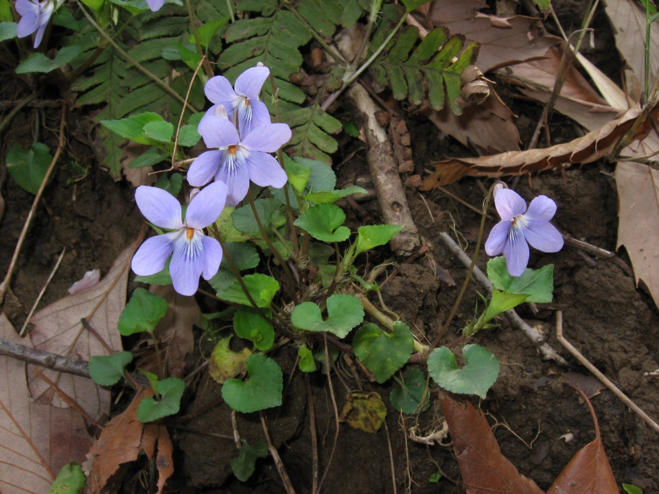 Viola grypoceras