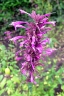 Agastache mexicana