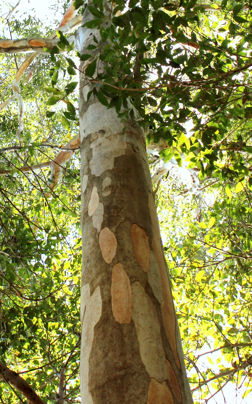 Eucalyptus propinqua