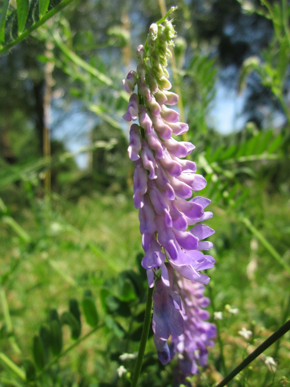 Vicia villosa