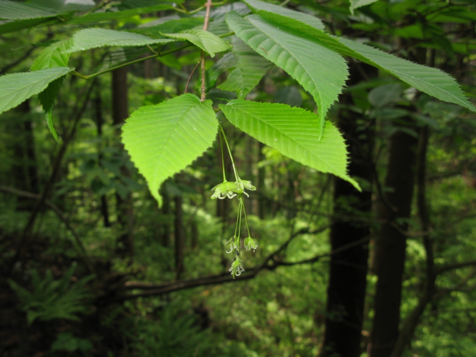 Acer carpinifolium