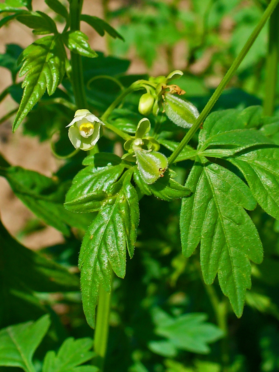 Cardiospermum halicacabum