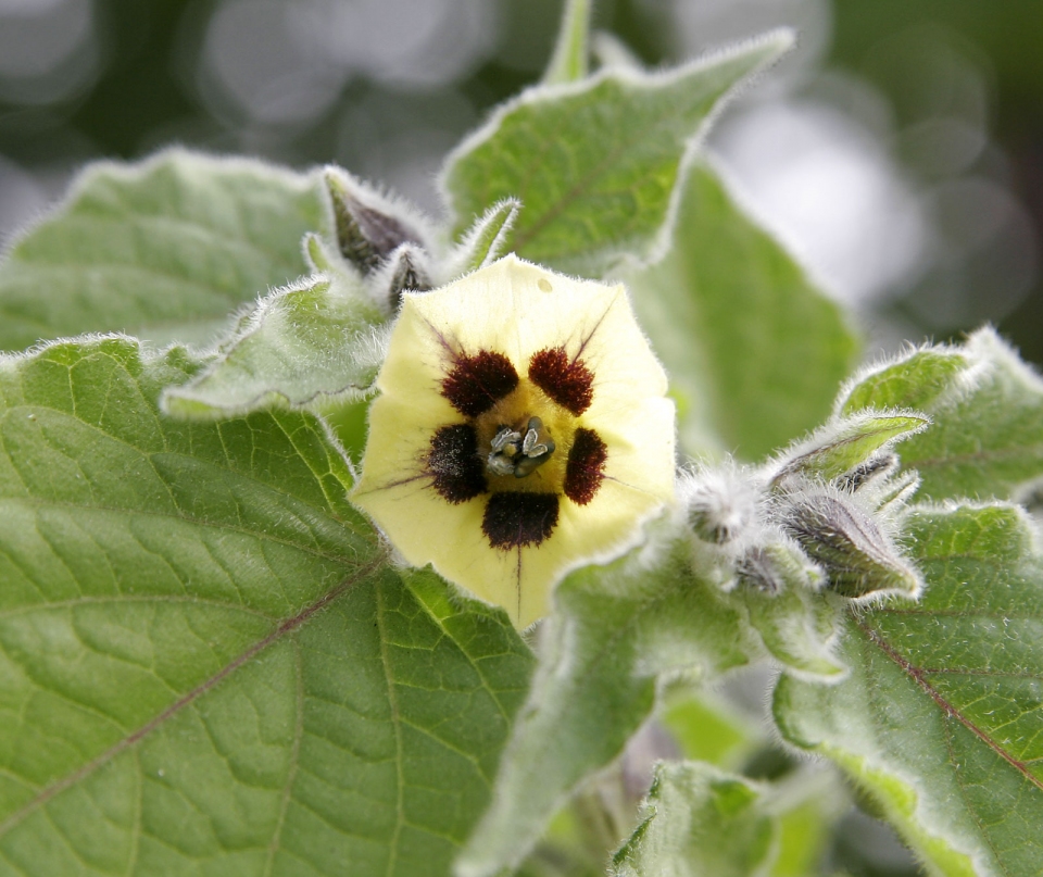 Physalis pubescens