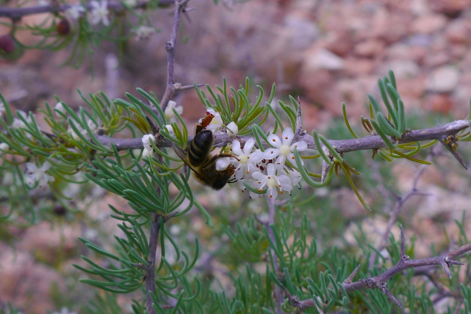 Asparagus albus