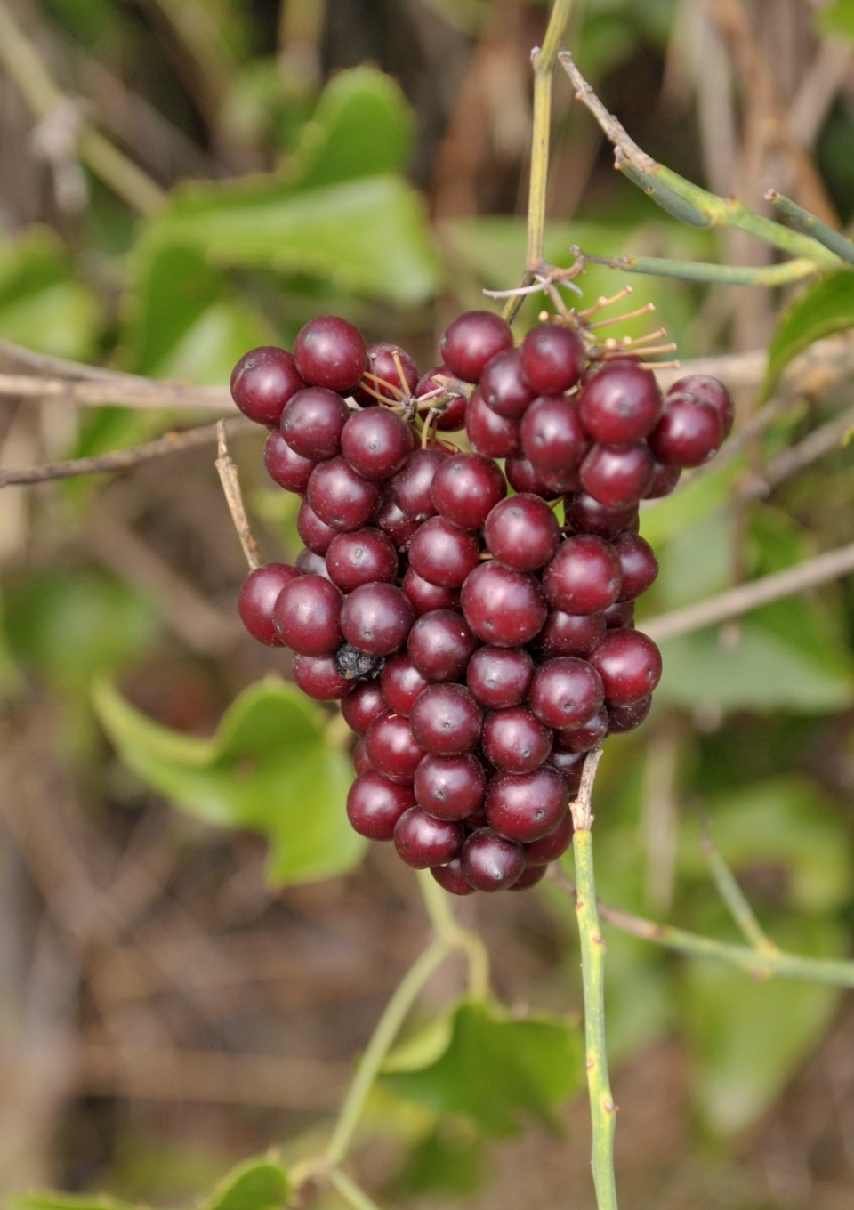 Smilax aspera