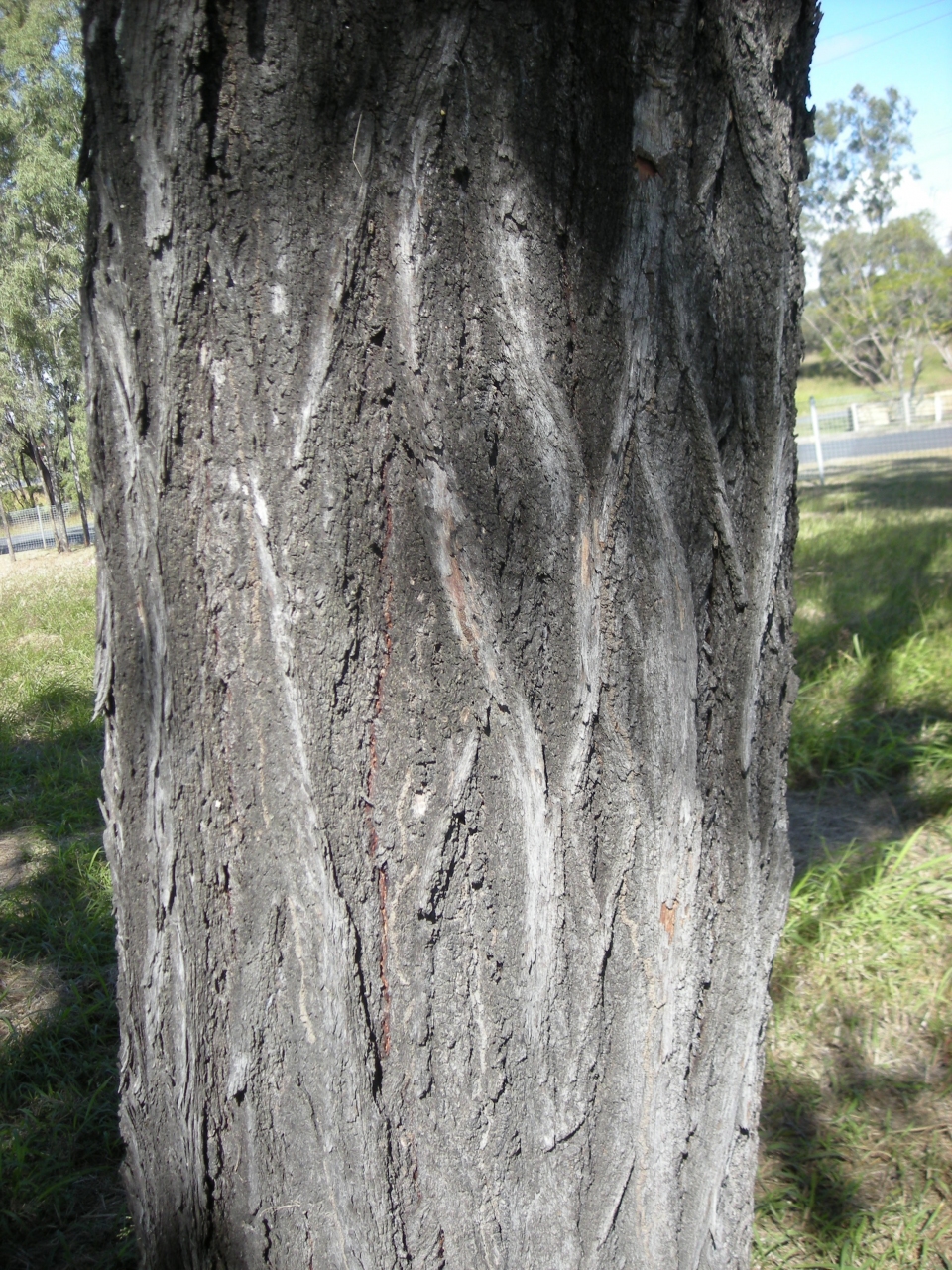 Eucalyptus crebra