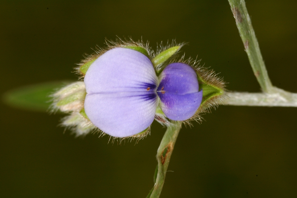 Crotalaria sessiliflora