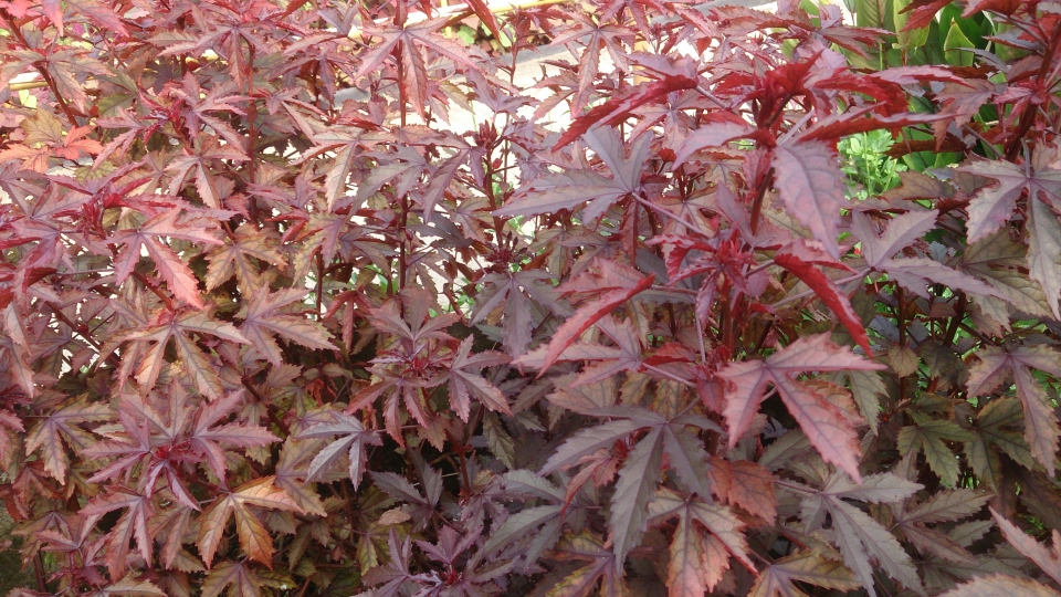 Hibiscus acetosella