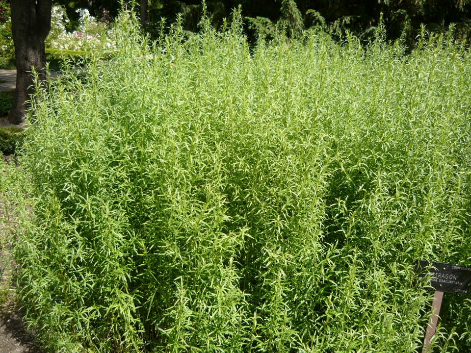 Artemisia dracunculus