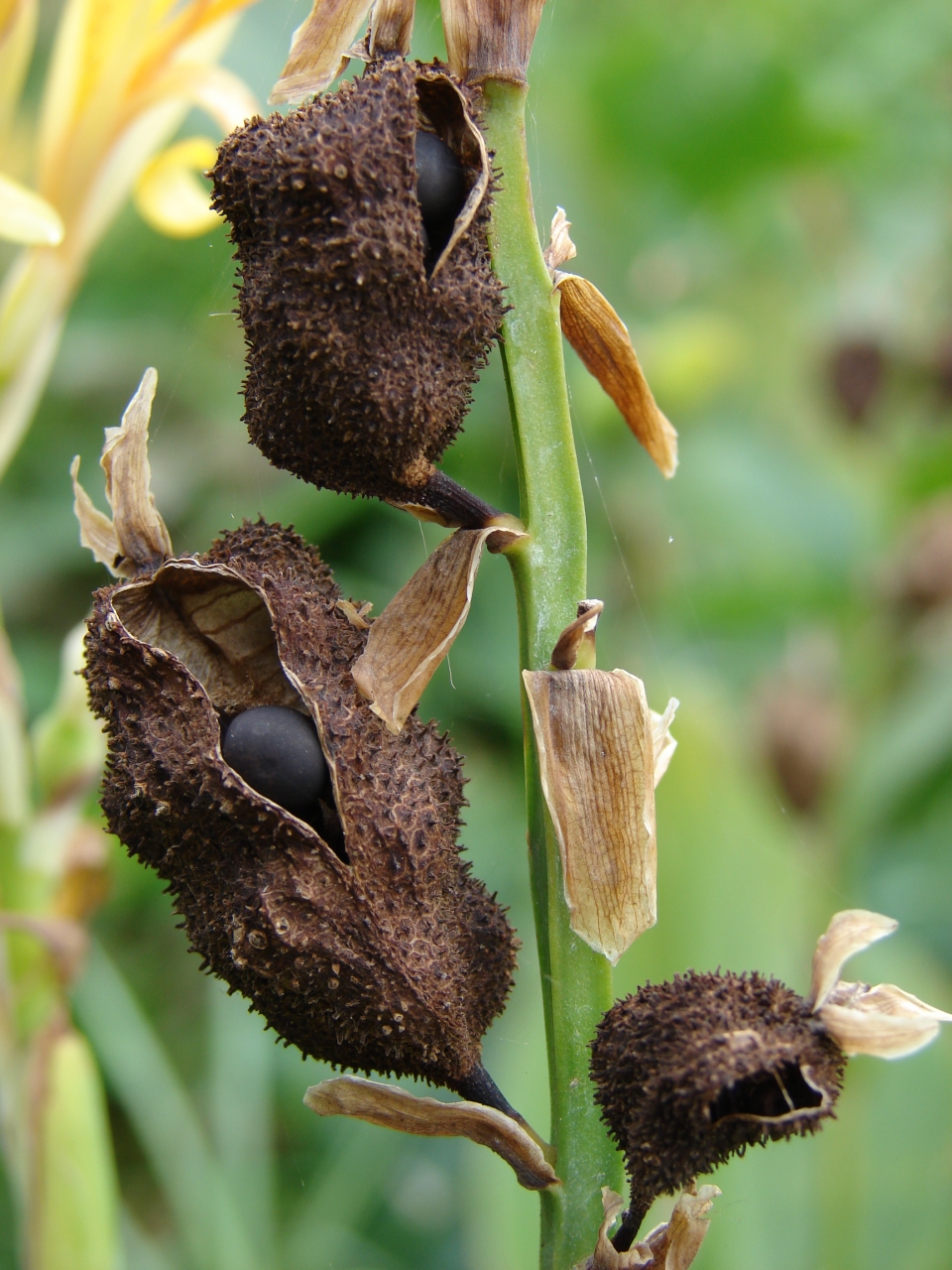 Canna indica