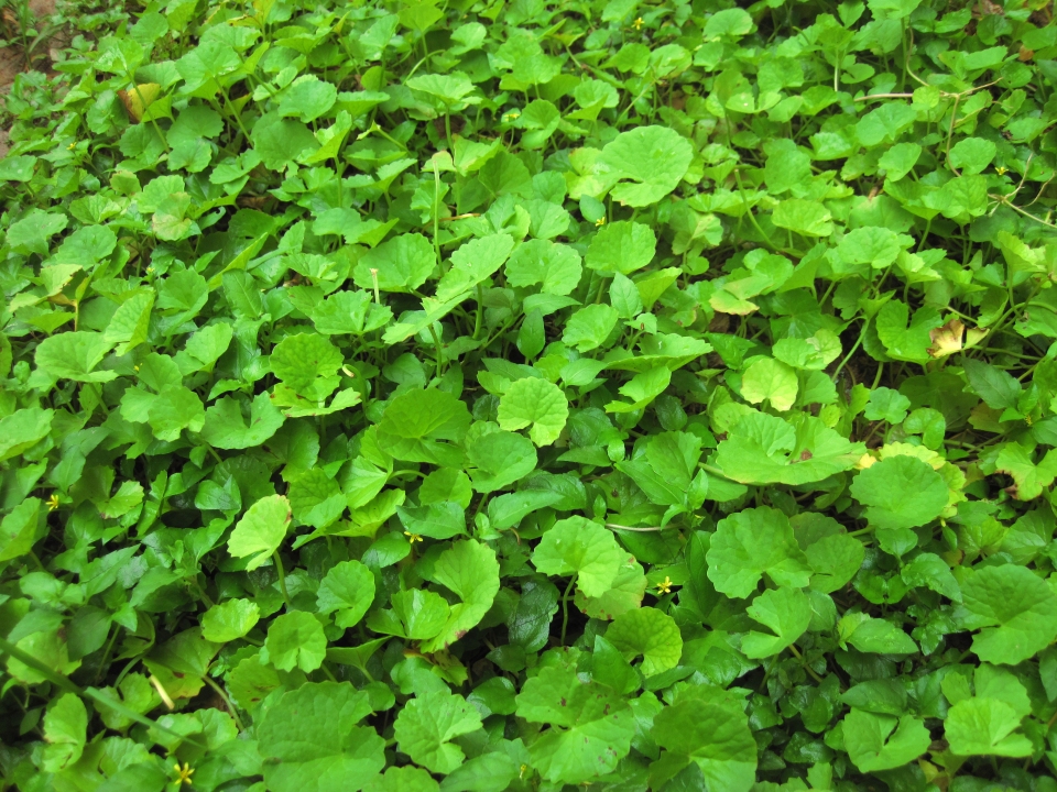 Centella asiatica