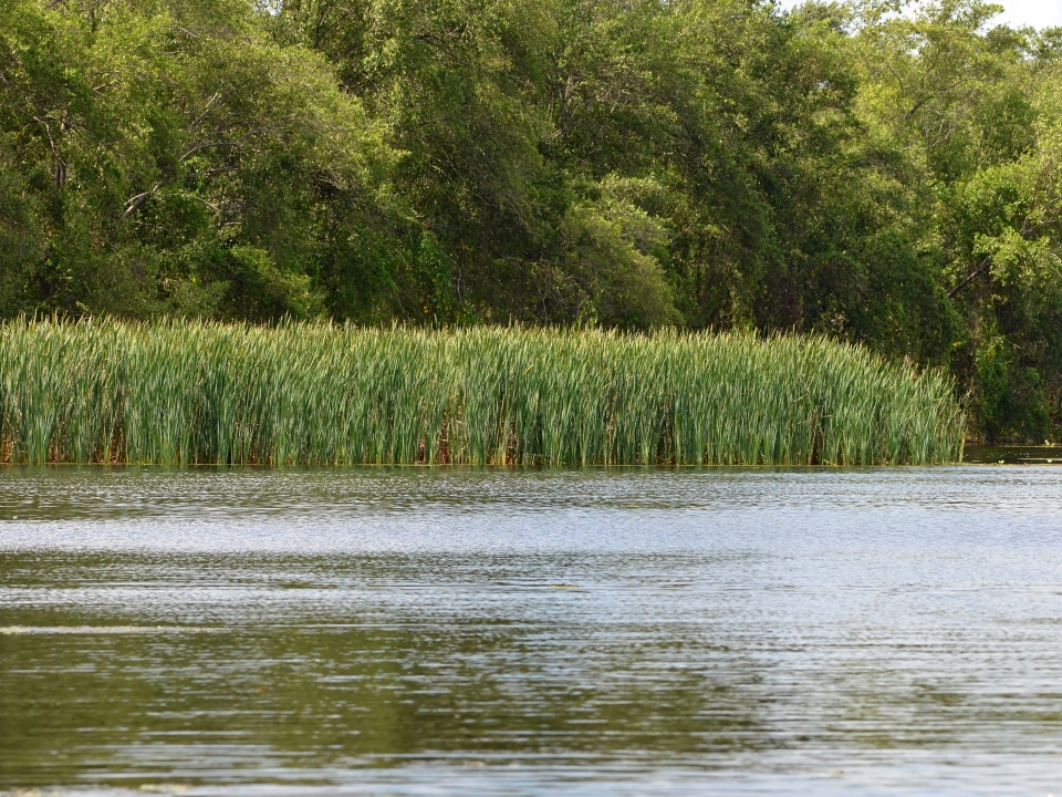 Typha domingensis