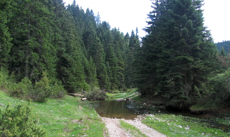 Abies cephalonica