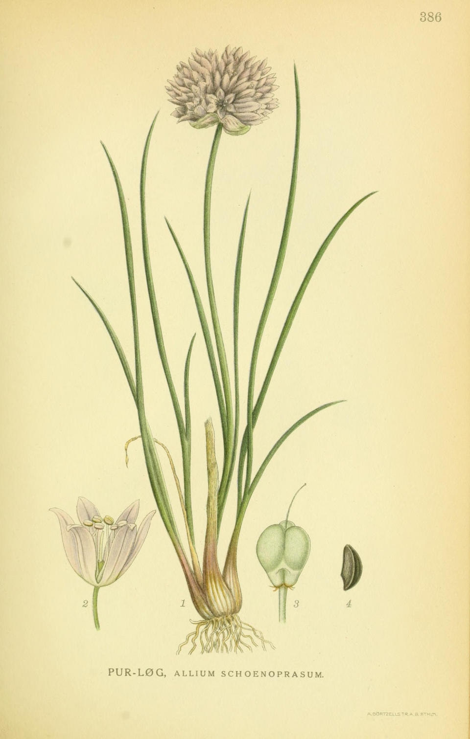 Allium schoenoprasum