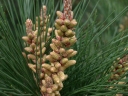 Pinus radiata