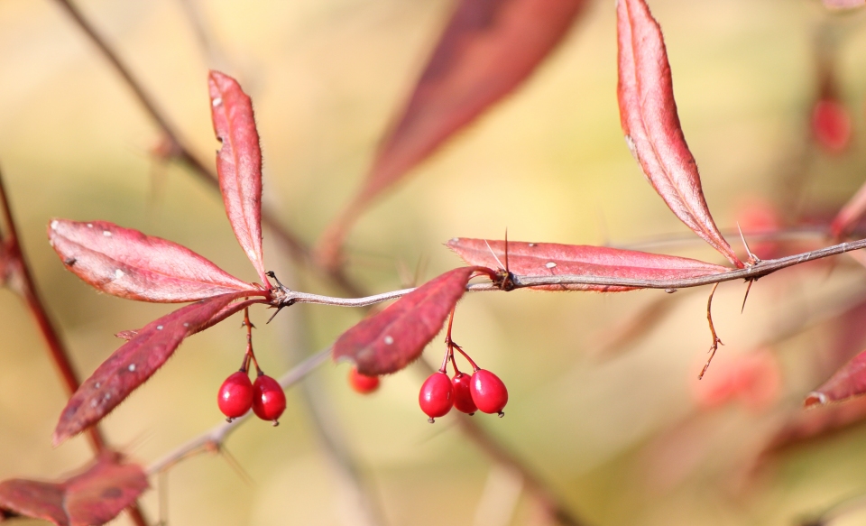 Berberis sieboldii