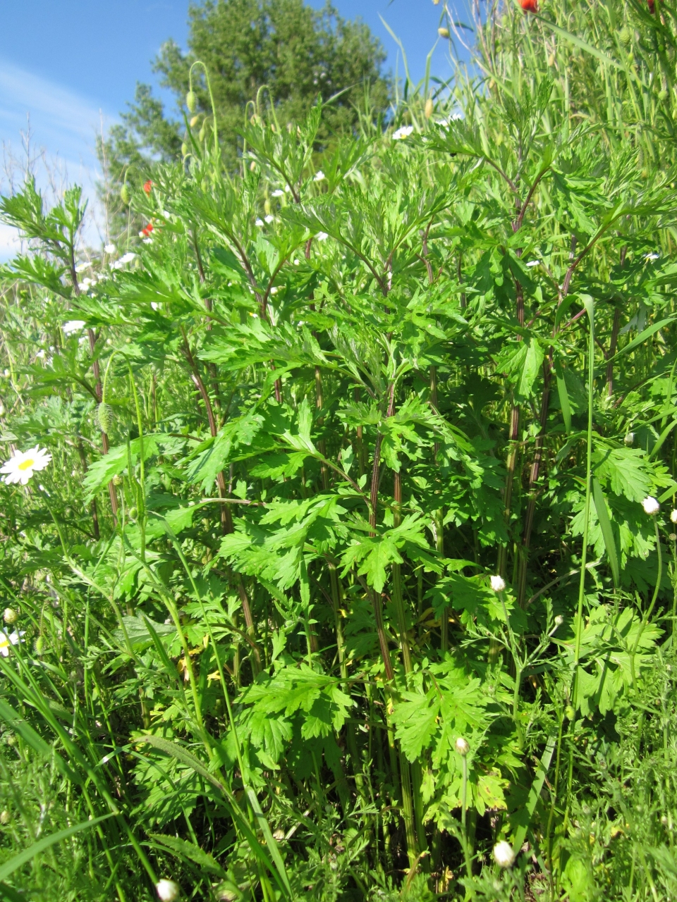 Artemisia vulgaris