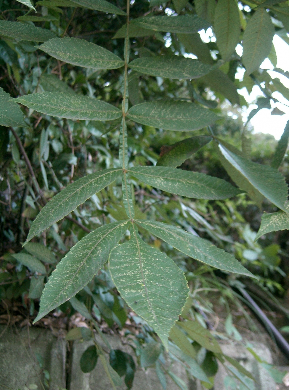 Rhus chinensis