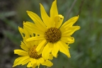 Balsamorhiza incana