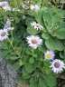 Aster spathulifolius