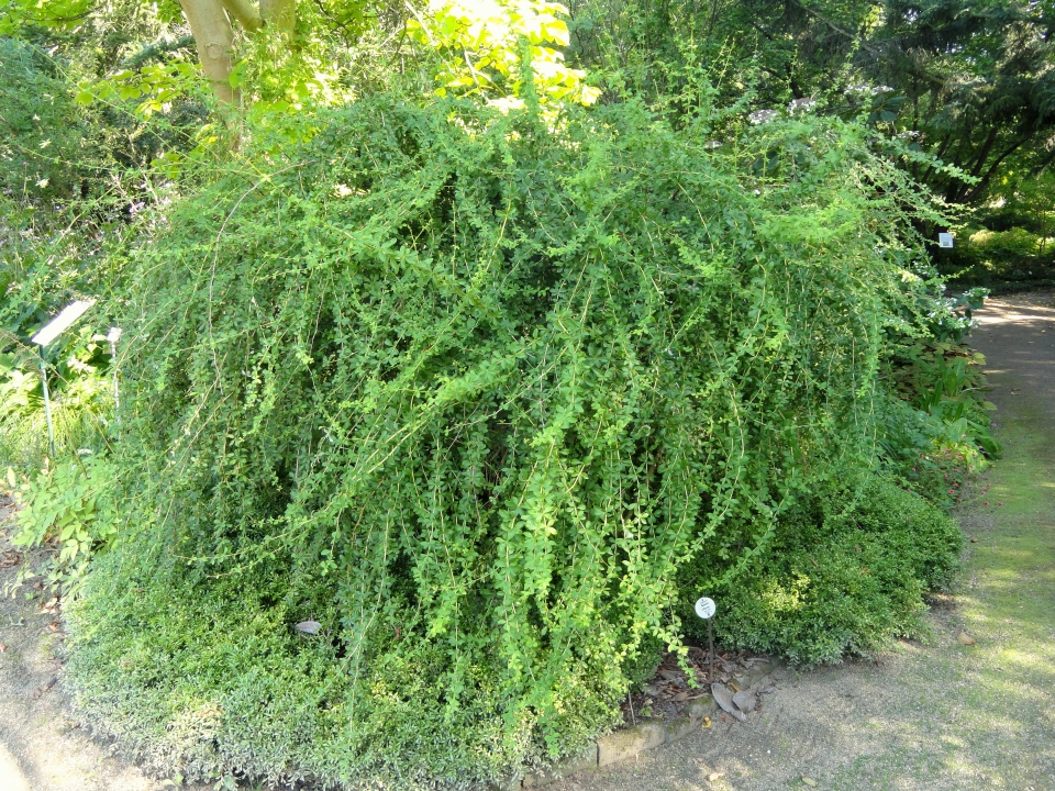 Berberis wilsoniae