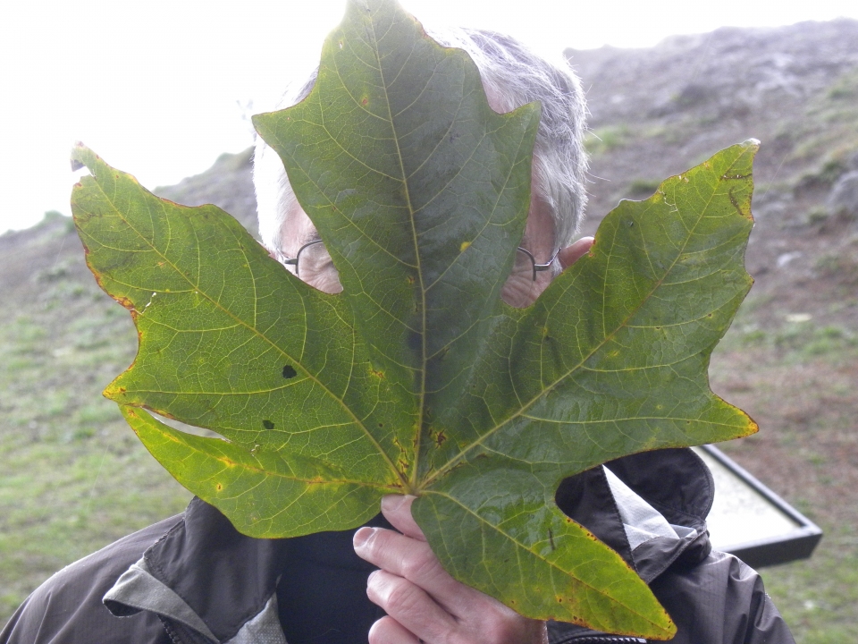 Acer macrophyllum