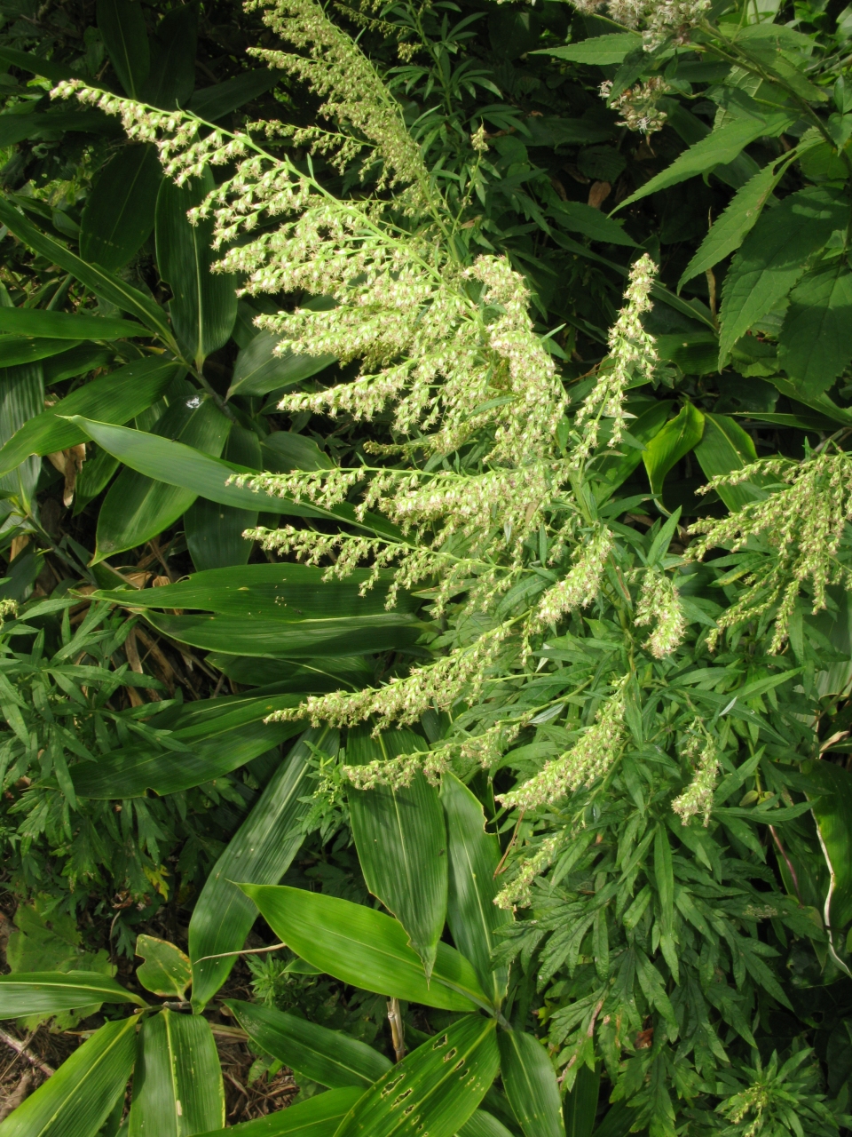 Artemisia princeps