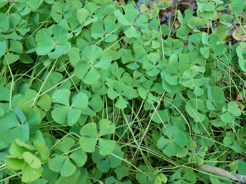 Marsilea quadrifolia