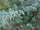 Artemisia maritima