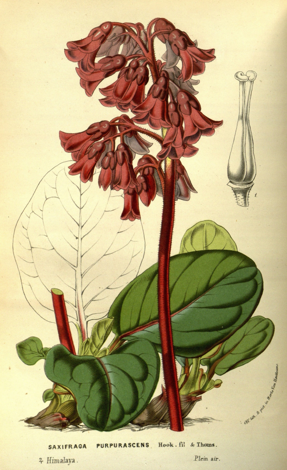 Bergenia purpurascens