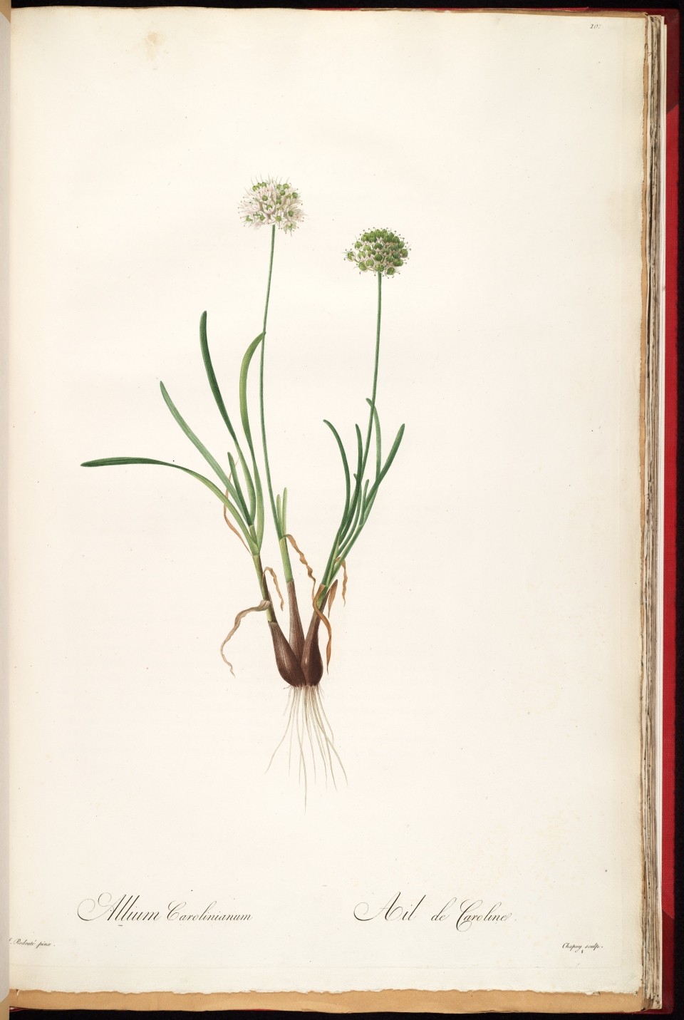 Allium carolinianum