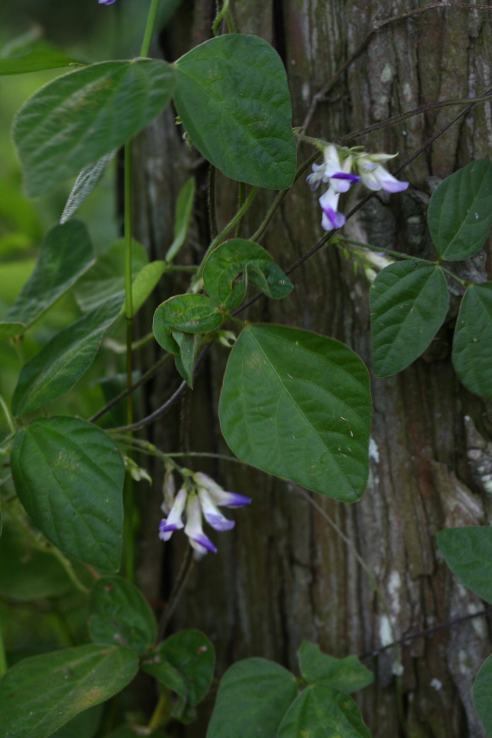 Amphicarpaea edgeworthii