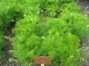 Athamanta turbith