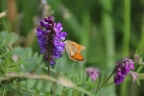 Vicia sepium