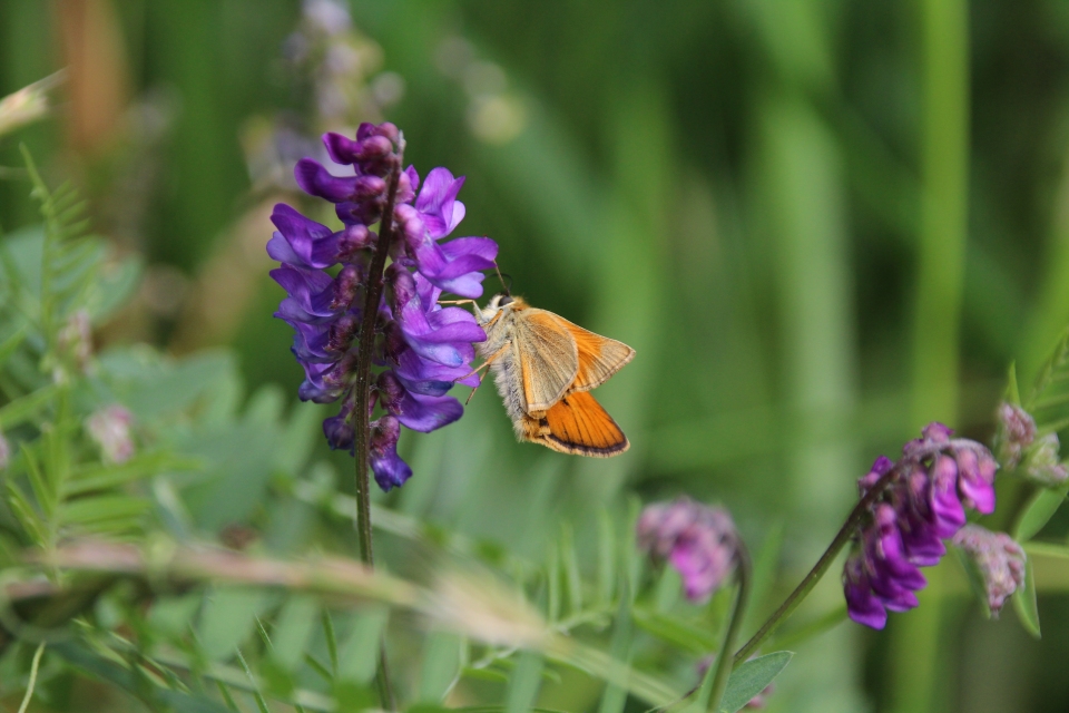 Vicia sepium