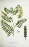 Astragalus canadensis