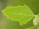 Chenopodium berlandieri