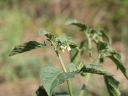 Solanum villosum