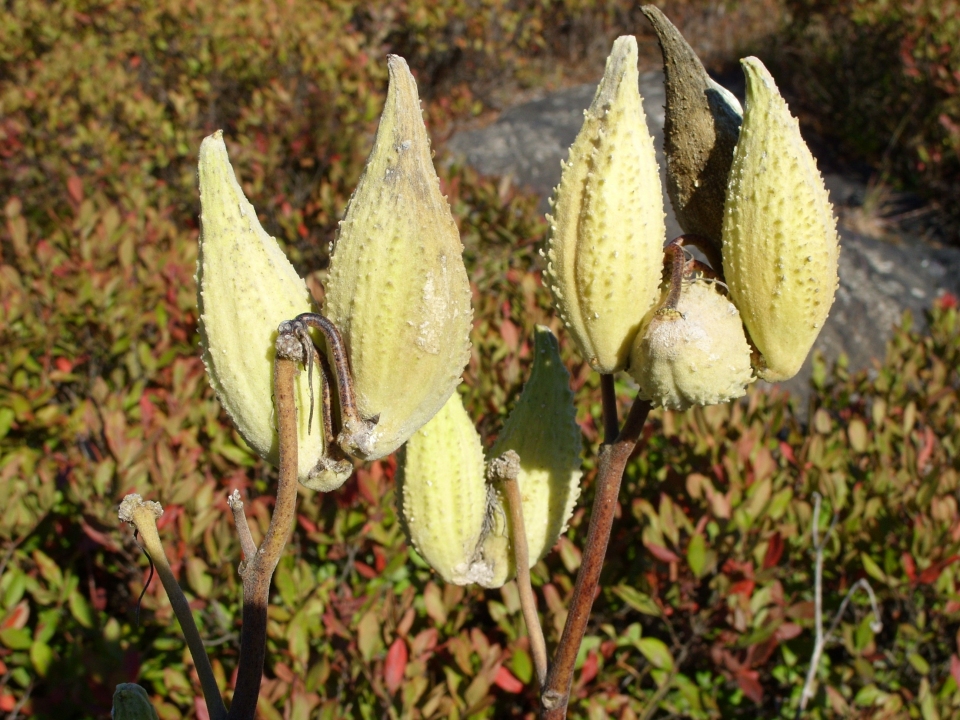 Asclepias syriaca